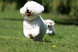 BICHON FRISE 563